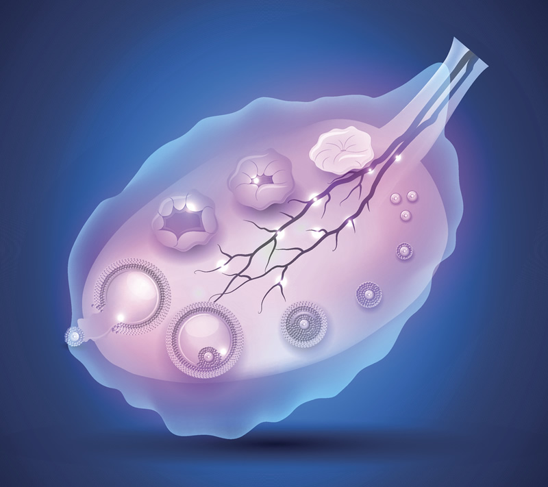 试管移植时雌二醇数值应该是多少？试管移植后为什么要用雌二醇
